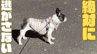 木の葉は絶対に逃がさないワンコ🐶