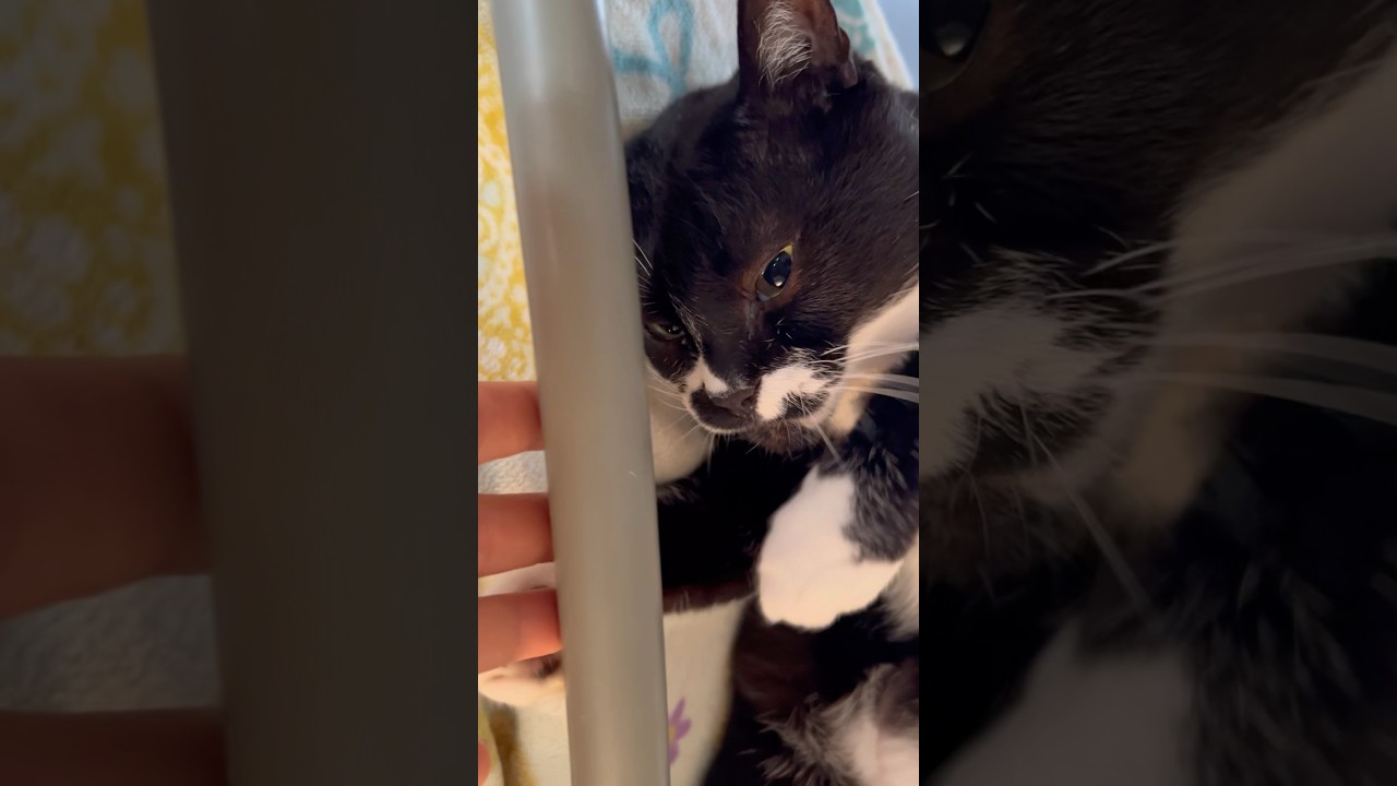 甘えん坊猫のゴロゴロと歌と毛繕い😺ハチワレ猫ざきお【猫動画】