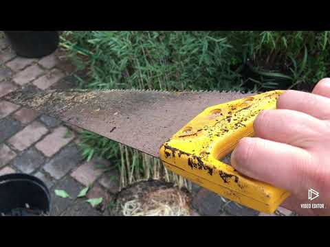 Bambus teilen und vermehren. Der perfekte Bambus für die Hecke