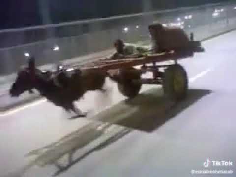 O Cavalo mais rápido do mundo