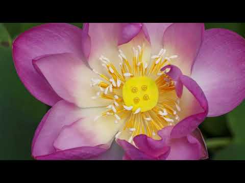 THE GREAT COMPASSION MANTRA + OM MANI PADME HUM