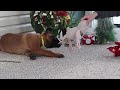 Belgian Malinois dogs for sale: Ginger - Video 1