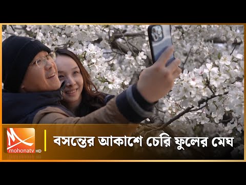 বসন্তের রঙ: চেরি ব্লসম চীন, টোকিও ও আমেরিকায় | Mohona TV