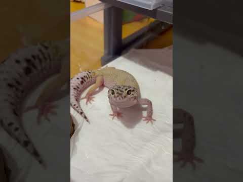 Sigma Boy #gecko #animals #shorts