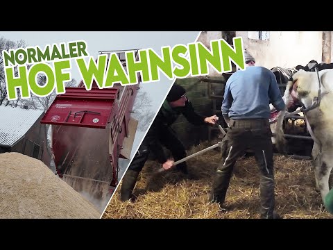 Reverse birth, problematic barley transfer, colostrum supply – just the usual farm madness