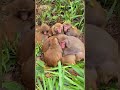 Cute Monkey Funny Monkey Monkey Video Monkey Status Short Viral