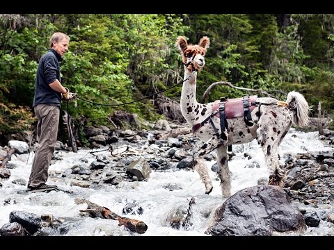 Video: Leading with Llamas