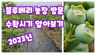 블루베리 농원 베리조아에서 블루베리 수확시기 알아보기 2023년