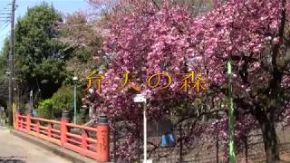 ふじみ野市　弁天の森