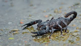 Can Scorpion Swim?