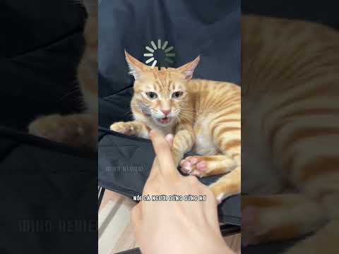 Có lẻ CPU của con mèo này là phiên bản thiểu năng #shorts #windreview