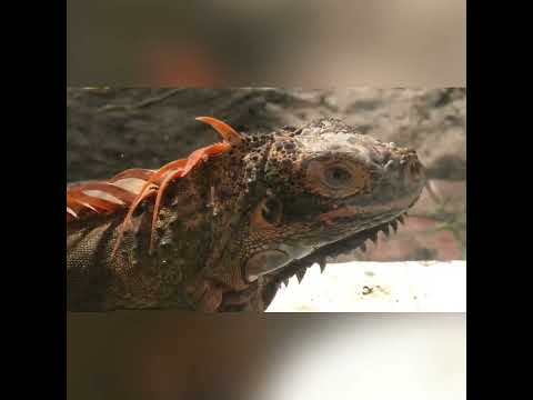 Aquarium Cafe and Lounge EL98 St., Jaro, Iloilo City