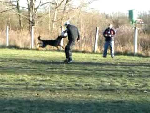 Astoria Daniel Bohemia - Obrana ZVV1 95b. - Vodňanský kapr