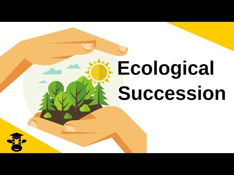 image-What is succession in the forest?