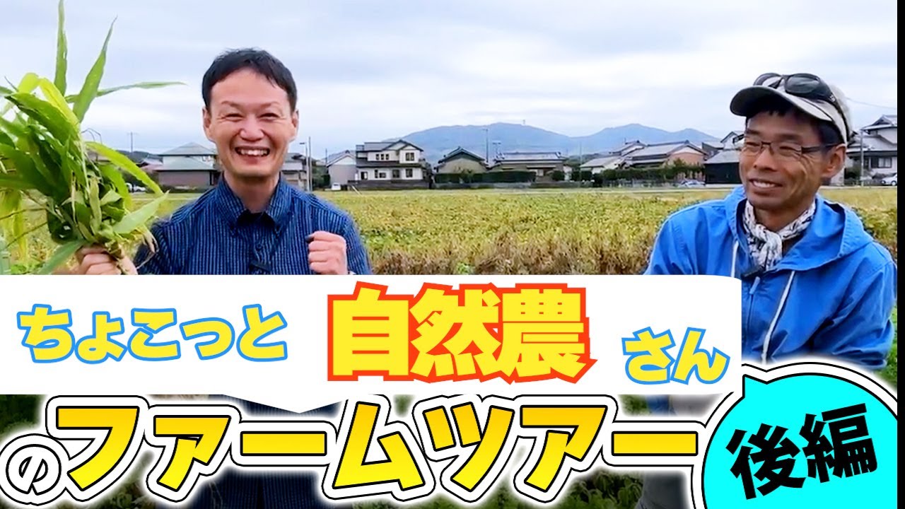 【ちょこっと自然農9年目】日当たりを好むショウガ栽培と気候変動に適応する畑の知恵
