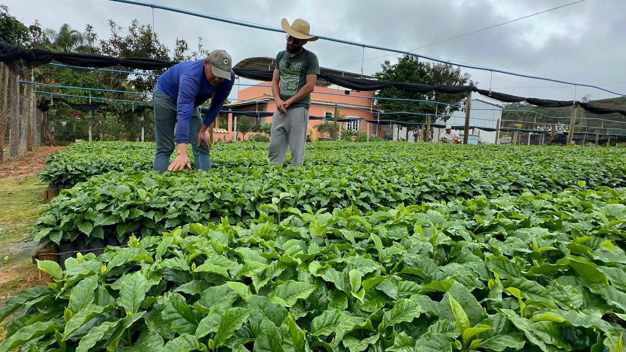 PRODUÇÃO DE MUDAS DE CAFÉ ARÁBICA