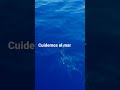 MARAVILLAS DEL MAR Delfines Molares Nadando En Ribadesella