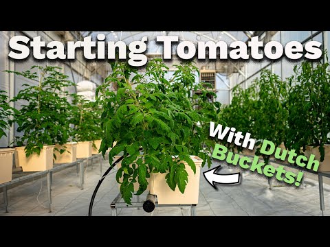 5 MUST-KNOW tips for GROWING TOMATOES in dutch bucket hydroponics (In 2 minutes)!