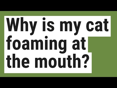Why is my cat foaming at the mouth?