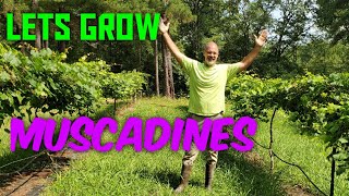 So You Want To Grow Muscadines