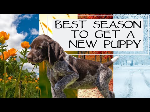 You Ask We Answer - The Best Season To Get A Puppy Episode 29: Part 1