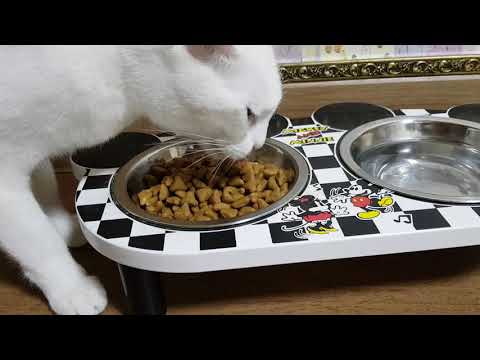 20191123 0320am 체리