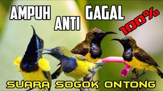 Download lagu SUARA PIKAT SOGOK ONTONG ANTI ZONK mp3 Download lagu SUARA PIKAT SOGOK ONTONG ANTI ZONK mp3