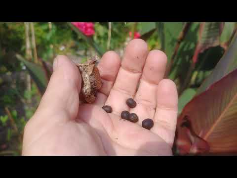 Canna Saatgut - Canna selbst züchten