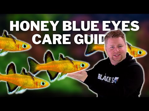 I Love These Fish! Honey Blue Eyes Care and Breeding Guide