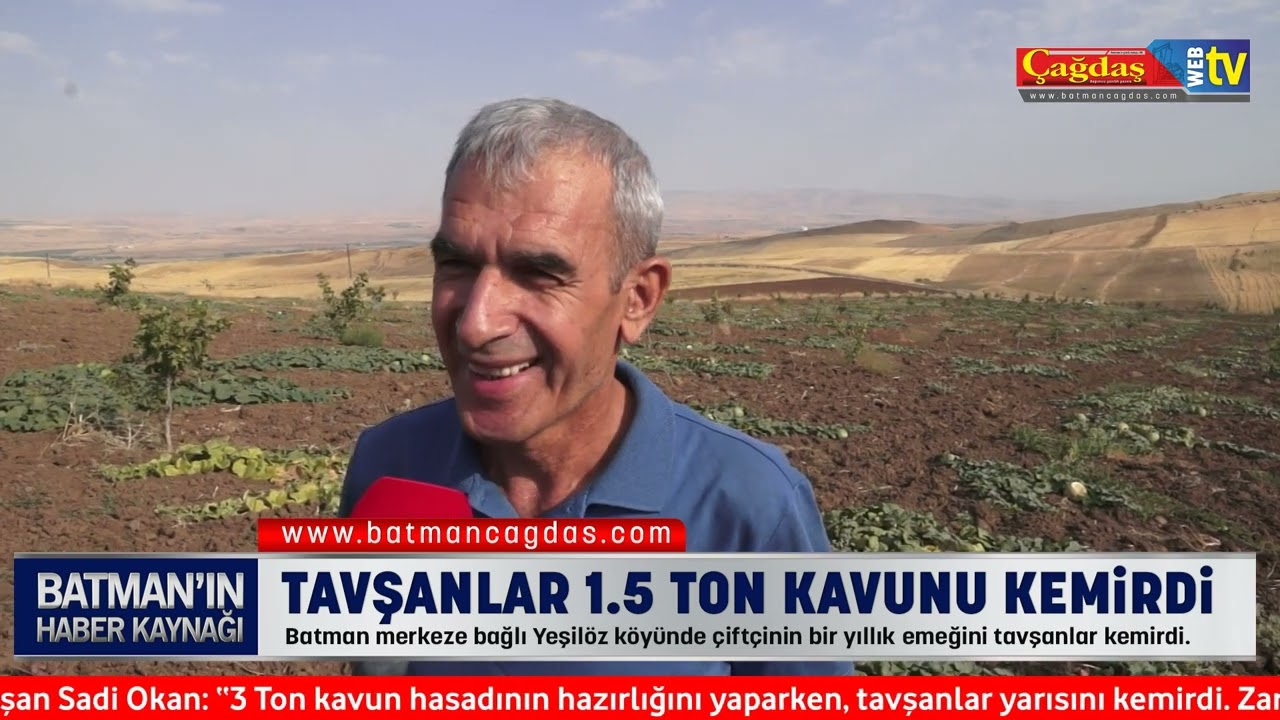 TAVŞANLAR 1.5 TON KAVUNU KEMİRDİ