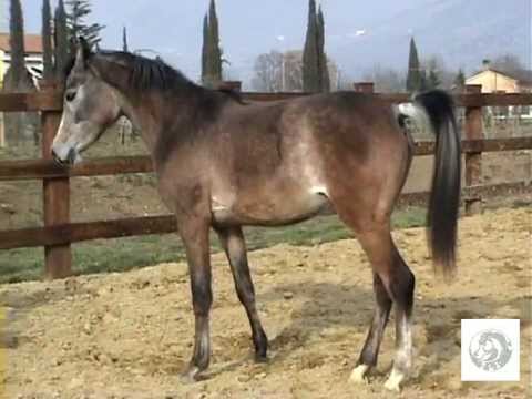 HALIMA FANA' - 2011 (Ansata Shamis x Egyptian Dea) - HISPELLUM ARABIAN STUD