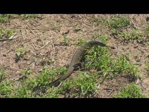 Djuma: Monitor Lizard looking for breakfast - 09:09 - 12/13/18