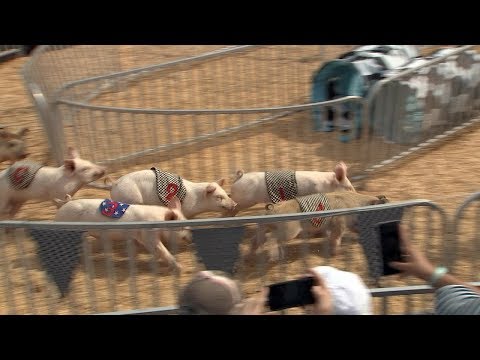Pig races: A Florida State Fair tradition