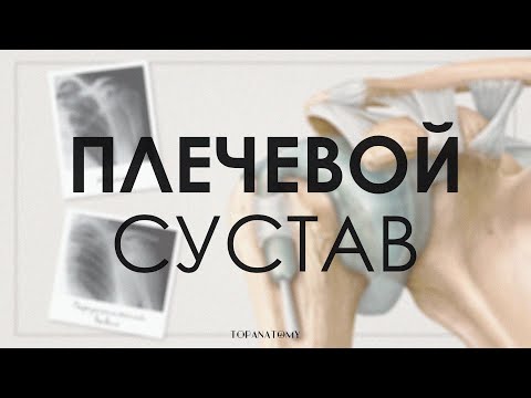 Анатомия и физиология плечевого сустава. Вывих плечевого сустава