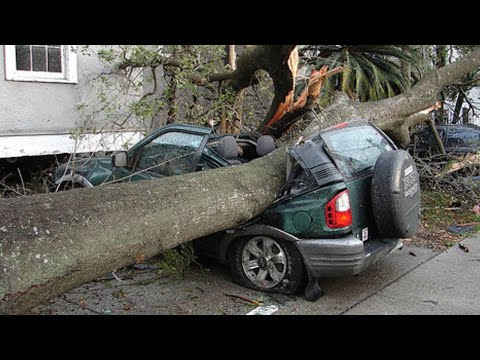Dangerous Big Tree Cutting Fails With Chainsaw Working - Heavy Tree Falling On Car Pathetic