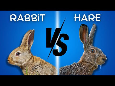 Never Be Confused Again 😵!  How To DISTINGUISH between RABBITS And HARES 🐇🐰