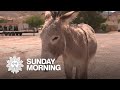 Giving Wild Donkeys A New Life