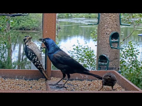 Hairy Woodpecker Holds Its Own At Busy Suet Feeder – June 17, 2025
