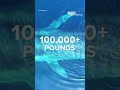 Diver Swims Alongside Blue Whale In Spectacular Close Encounter