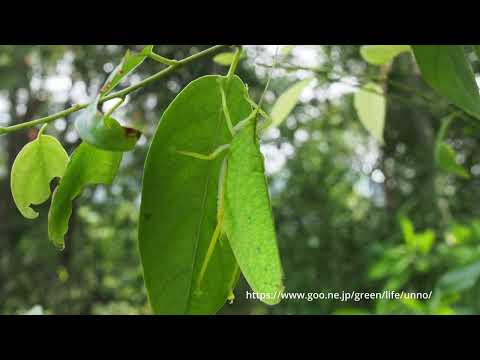 マレーヒラタツユムシの隠れ方