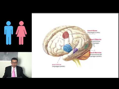 DIFFERENZE TRA CERVELLO MASCHILE  E  FEMMINILE