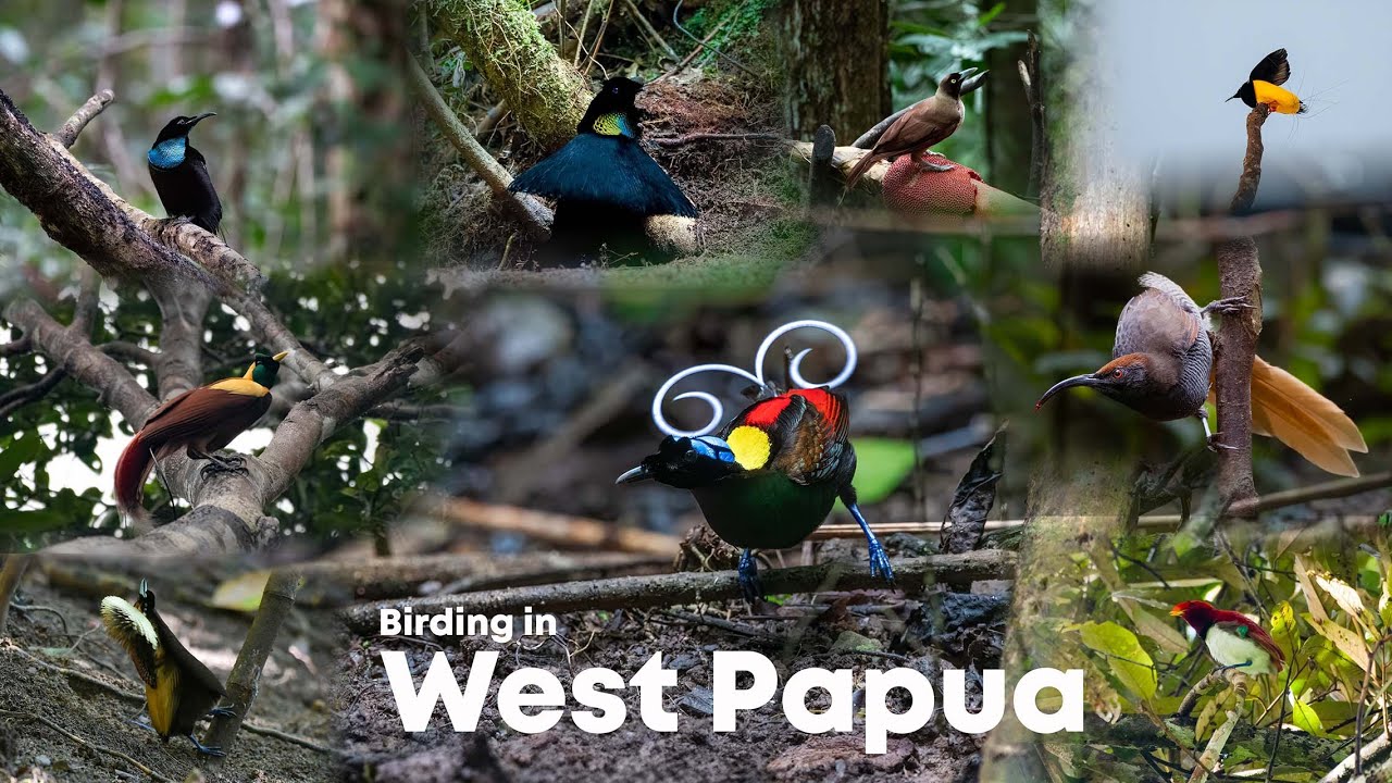 Birding In West Papua | 4k | Birds of Paradise