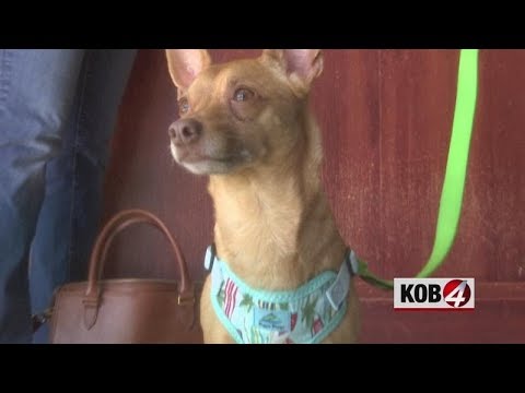 download lagu mp3 mp4 Doggie Door Company Albuquerque, download lagu Doggie Door Company Albuquerque gratis, unduh video klip Doggie Door Company Albuquerque