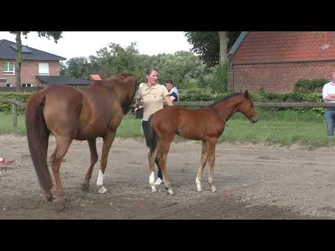 Fohlenrundfahrt 2021 - 19 Stutfohlen v. Friedrichde Große