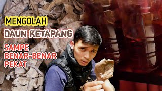 Download lagu MENGOLAH DAUN KETAPANG SAMPE BENAR BENAR PEKAT untuk ikan cupang mp3
