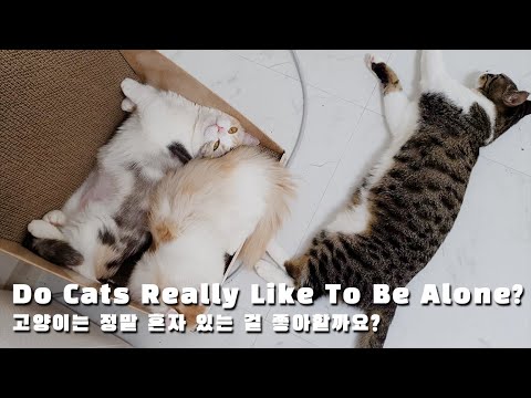 Do Cats Really Like To Be Alone?