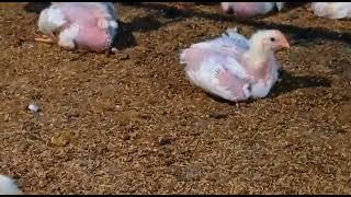 Download lagu Ayam Broiler Trondol dan Gemuk dengan Sumox #ayambroiler #chickenfarm #anakayam #broilerfarm mp3 Download lagu Ayam Broiler Trondol dan Gemuk dengan Sumox #ayambroiler #chickenfarm #anakayam #broilerfarm mp3