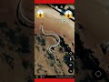 REAL Titanoboa