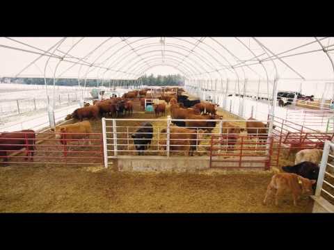 250 Hd Cow-Calf Barn w/ 250 Hd Backgrounding Barn