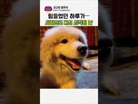 힘들었던 하루가…사랑으로 다시 시작된 날 #강아지 #애견영상 #반려견